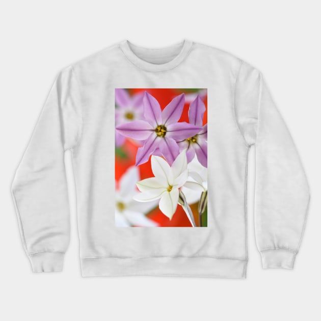 Ipheion  Two colours  Spring starflower Crewneck Sweatshirt by chrisburrows